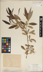 Foto von Salix laevigata Bebb